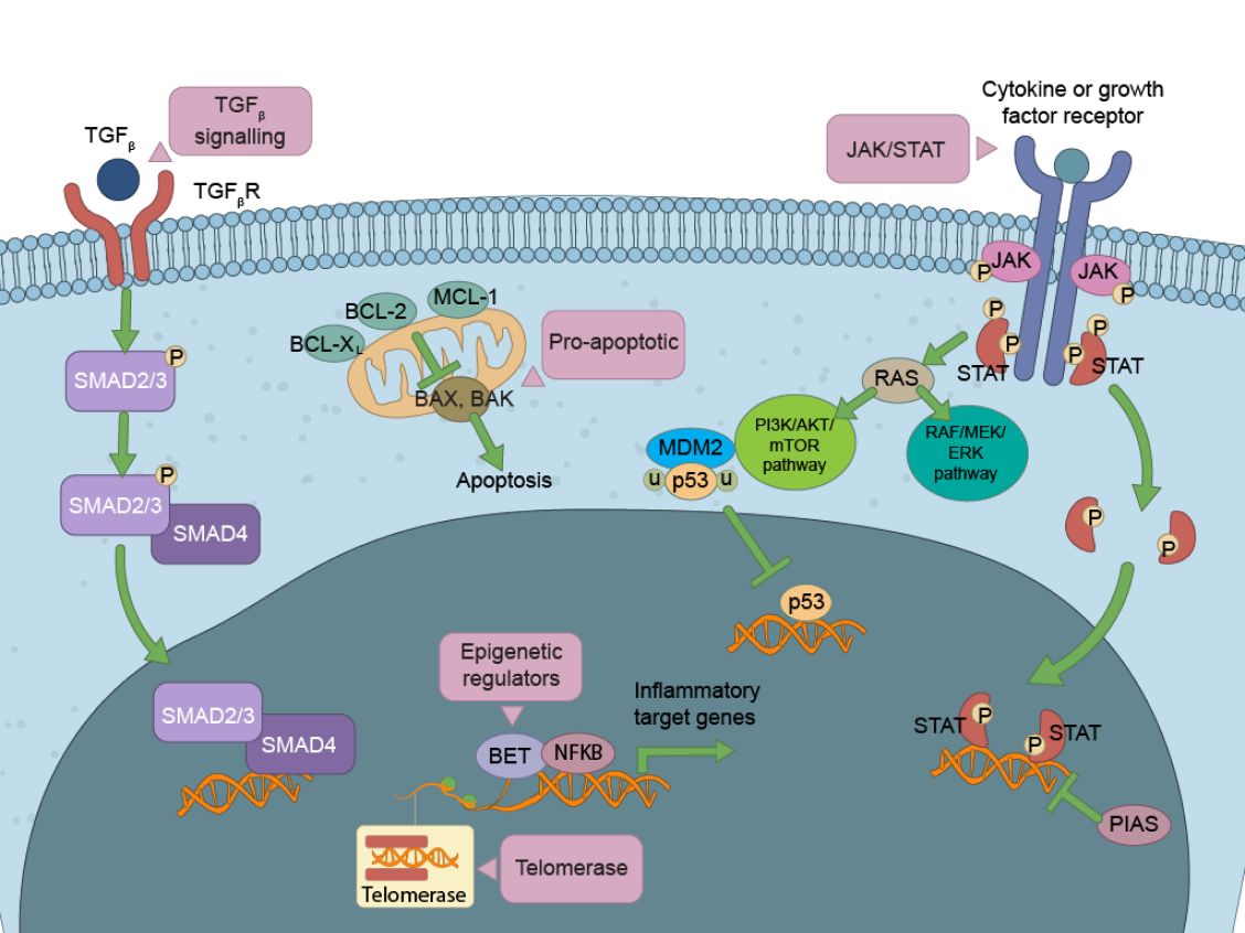 An illustration with molecules and pathways that contribute to myelofibrosis, highlighting the JAK/STAT, BCLXL/BCL2, telomerase, and MDM2
